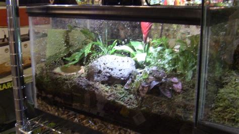 Pin by Wilmette Pet Center on Awesome reptile habitats | Reptile ...