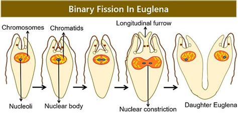 What are the Types of Binary Fission? Biology Reader