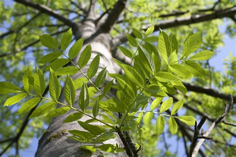 Identify the Ash