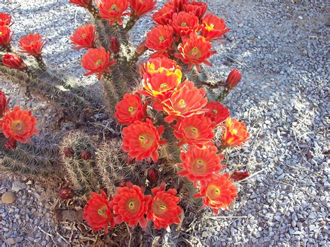 Free Images : cactus, desert, flower, petal, bloom, red, botany, flora, wildflower, flowers ...