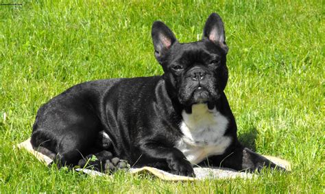 French Bulldog - Puppies, Rescue, Pictures, Information, Temperament ...