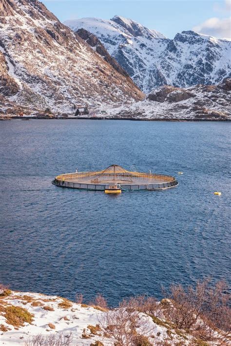 Salmon Farm in Norwegian Fjord, Winter Landscape, Lofoten Islands, Norway Stock Photo - Image of ...