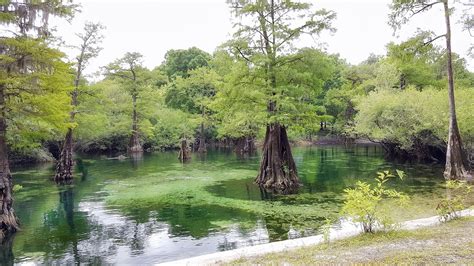 Suwannee River, Rock Bluff Spring | Florida Paddle Notes