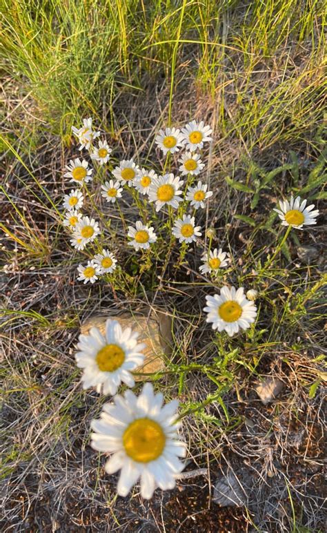 Shasta Daisy Seeds 1000 to 25000 seeds | Etsy