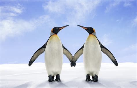 Same-Sex Penguin Couple Gets The Chance To Build A Life Together | HuffPost