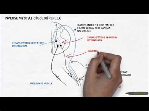 Inverse myotatic (Golgi) reflex - YouTube