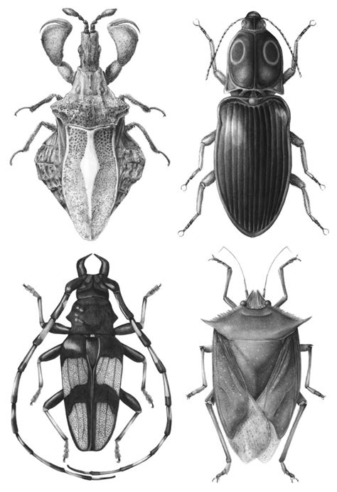 Juried exhibition to feature student scientific, medical illustration ...