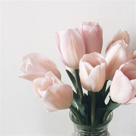 Light Pink Tulips Pictures, Photos, and Images for Facebook, Tumblr ...