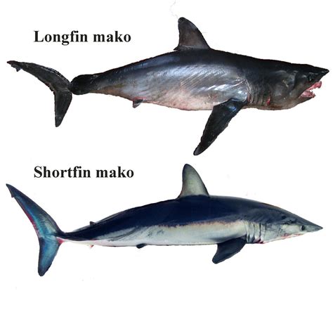 Shark Identification for Cooperative Shark Tagging Program (C-P) | NOAA Fisheries