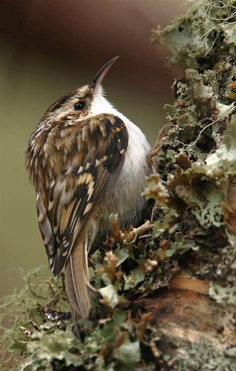 Treecreeper | BirdForum