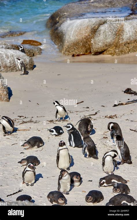 Black footed African penguin colony on Boulders Beach breeding coast ...