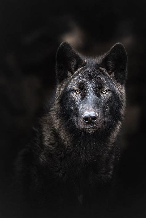 Pin by Asif Athwal17🇵🇰🇲🇾 Aries ♈ on Wolves,x | Black wolf, Wolf love ...