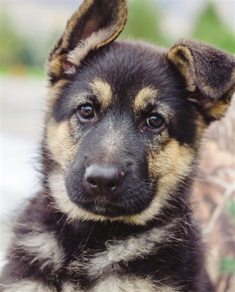 Female German Shepherd Puppy – Placed | Puppy Steps Training