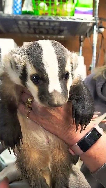 Baby Badger growls - YouTube