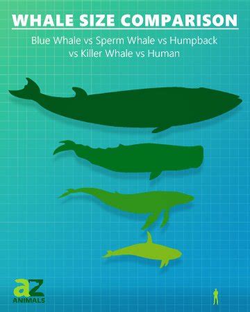 Whale Size Comparison: How Big are Different Whales? - A-Z Animals