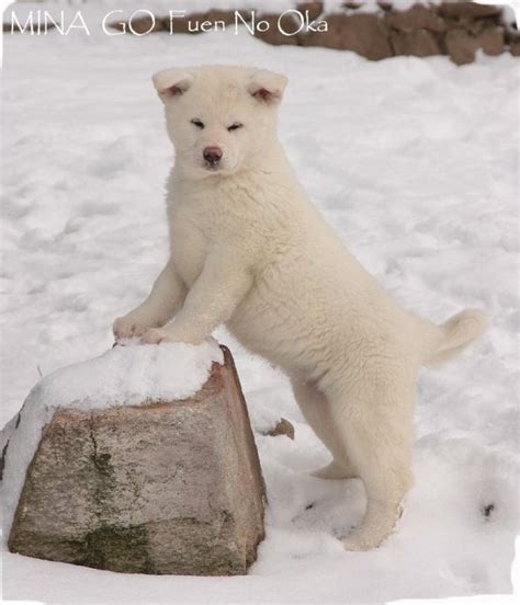 White Akita Puppy | Akita inu puppy, Akita dog, Japanese dogs