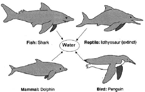 9 Principle of Adaptive Convergence or Convergent Evolution Represented... | Download Scientific ...