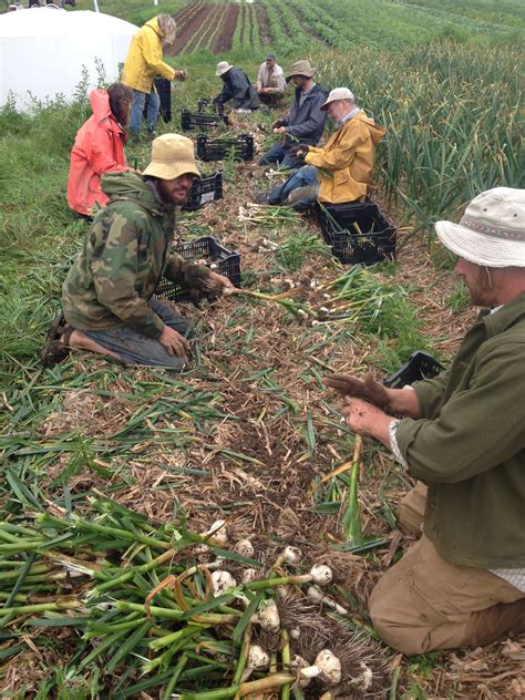 Photo Gallery - Garlic Harvest