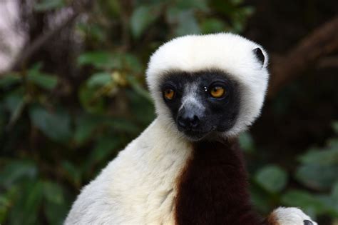 Coquerel's Dancing Lemur, Madagascar. | Photo, Panda bear, Lemur