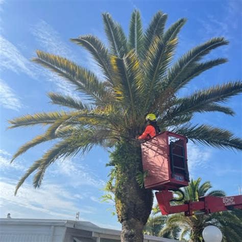 Caring For Palm Trees In Florida: Top Do's And Don'ts