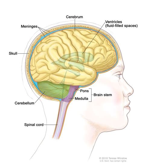 Anatomy The Brain - Anatomy Book