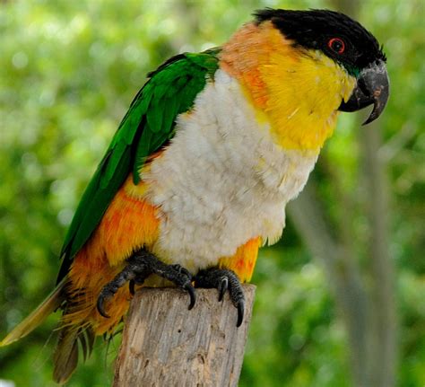 Black Capped Caique Parrot by Fleetwood14 on DeviantArt