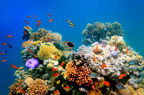 Most Beautiful Coral Reefs In The World