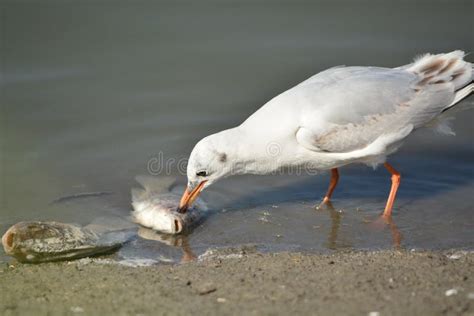 Seagull eating fish stock photo. Image of bird, eating - 36884716