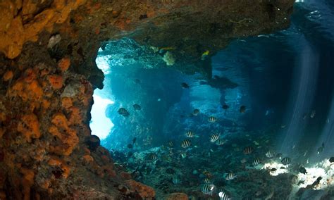 Dramatic images of divers exploring marine life inside an ocean cave | Daily Mail Online