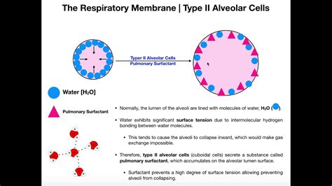 Type II Alveolar Cells | Pulmonary Surfactant - YouTube