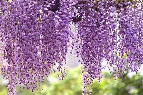 Wisteria floribunda 'Royal Purple' (Japanese Wisteria)