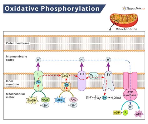 Oxidative Phosphorylation – Definition, Location, & Steps