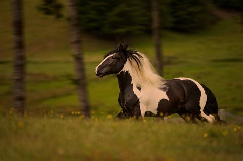 Download Black And White Running Horse Wallpaper | Wallpapers.com