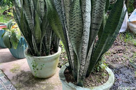 Snake Plant Watering: How Often and How Much | Florgeous