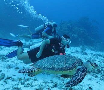 Dive Paradise - Scuba diving in Cozumel, Mexico since 1984