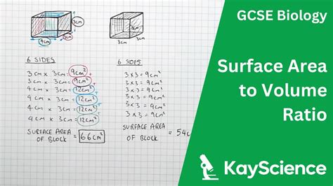 How to Calculate Surface Area to Volume Ratio - GCSE Biology | Kayscience.com - YouTube