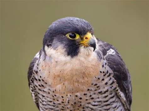 Peregrine Falcon Bird Facts (Falco peregrinus) | Bird Fact