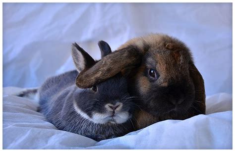 CUDDLING BUNNIES!!!! | Cuddling, Adorable, Animals