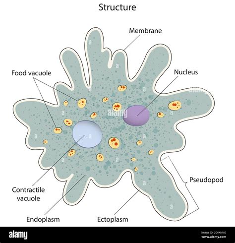 Pseudopods hi-res stock photography and images - Alamy