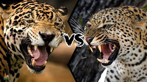 Jaguar vs Leopard Bite force comparison- who will win deadly fight? | by chirag24 | Medium