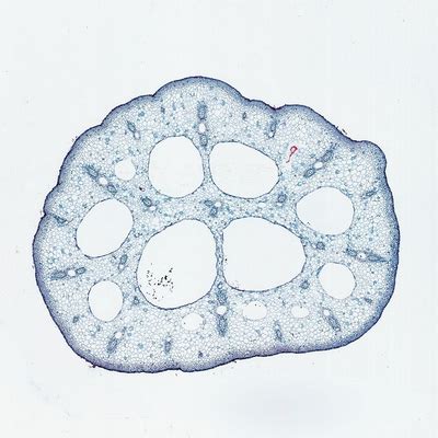 Collenchyma Tissue, c.s., 12 µm Microscope Slide | Carolina Biological ...