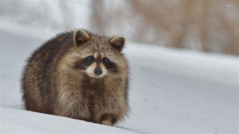 Raccoon in the snow wallpaper - Animal wallpapers - #51706