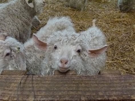 Mohair Goat Farm - Calvados Tourisme