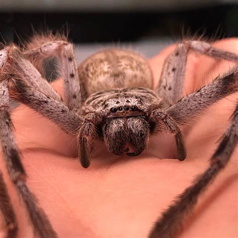 Thats Anna 💁🏻‍♀️ a Australian Huntsman Spider (Holconia insignis ...