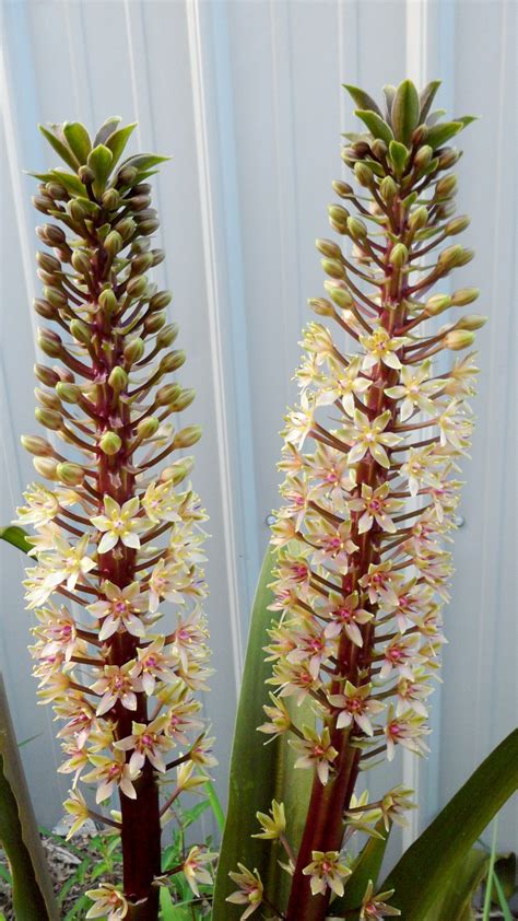 Eucomis Sparkling Burgundy – Brian's Botanicals