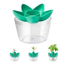 Finest Avocado Growing Kits (Review) in 2024 - Garden Gate