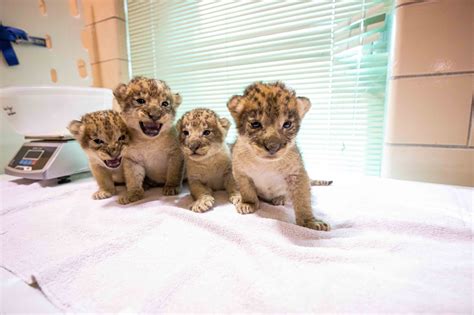 Newborn Lions