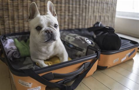 A Guide to Hilton Hotels Pet Policy: What You Need to Know — Romingo