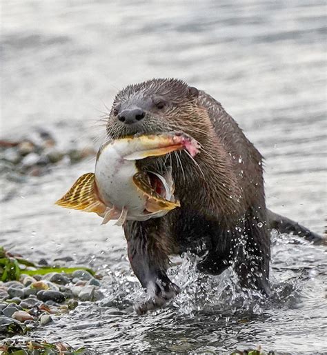 Webinar: Pacific NW River Otter: Habitat, Ecology, and Health (7/26/21 ...