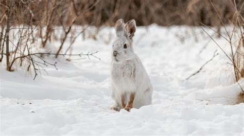 Why only some mountain hares are changing their camouflage schedules | CTV News